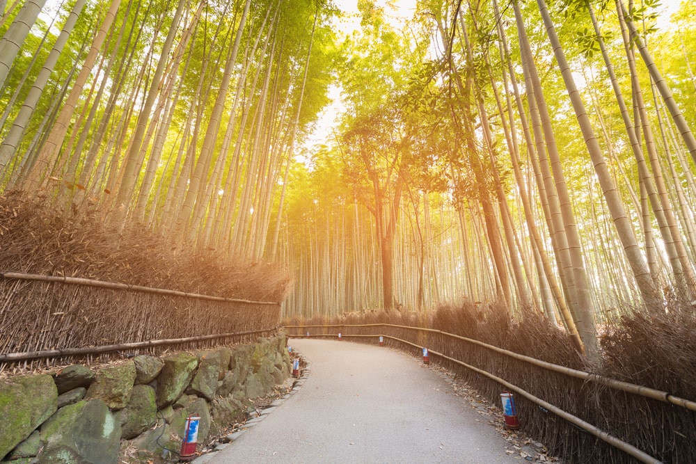 The towering green stalks of the Bamboo Forest of Arashiyama create a magical atmosphere during our Japan Language study tours for teenagers.